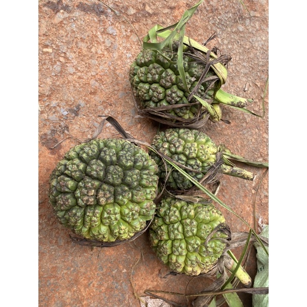 1kg quả dứa rừng tươi  Lai Châu