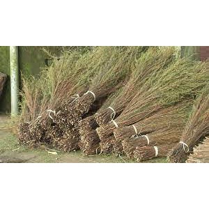 Chổi trện giá rẻ, chất lượng tốt | Shopee Việt Nam