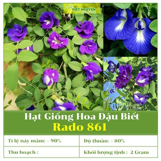 Hạt Giống Hoa Đậu Biếc RD 861 Dễ Trồng, Dễ Chăm Sóc, Dạng Dây Leo, Ra Hoa Quanh Năm [2 GRAM]