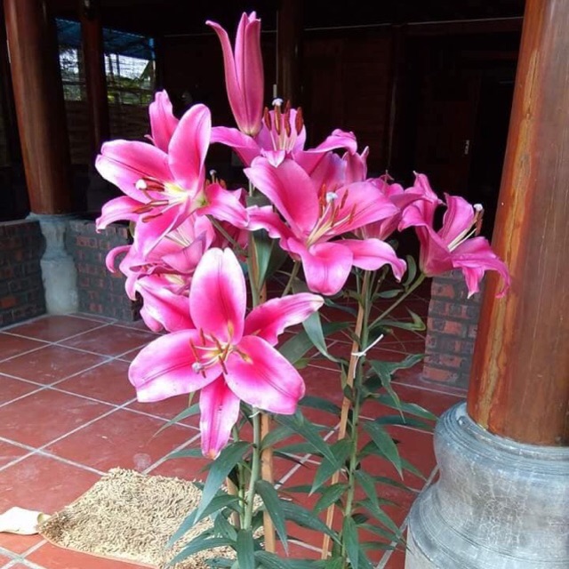 Củ hoa ly lùn màu hồng