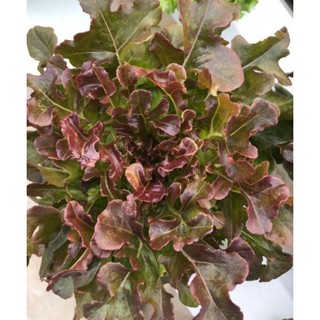 HẠT XÀ LÁCH SỒI ĐỎ OAKLEAF - GÓI 2 GRAM