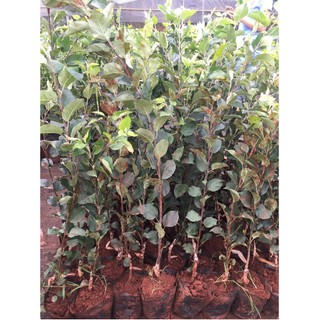 Cây giống táo đỏ, táo tây, cây bôm - Pomme