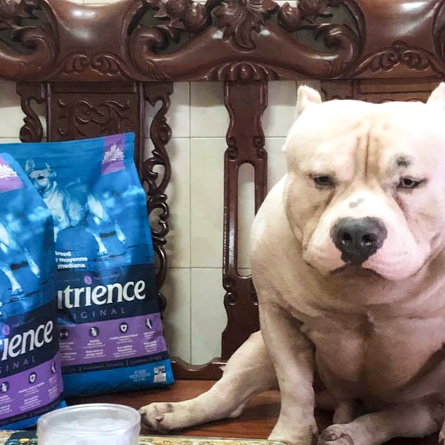 Thức Ăn Cho Chó Alaska Nutrience Original Bao 5kg - Thức Ăn Cho Chó, Vị Thịt Cừu, Rau Củ, Trái Cây Tự Nhiên