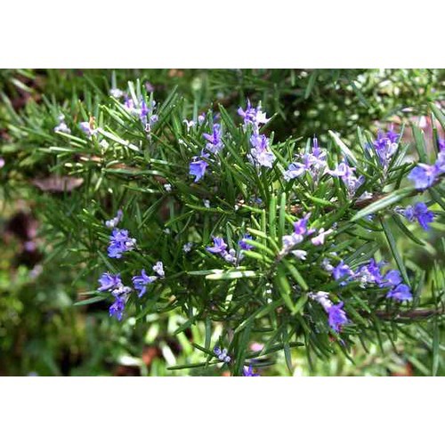 Hạt giống Hương thảo Rosemary giống F1 20 hạt
