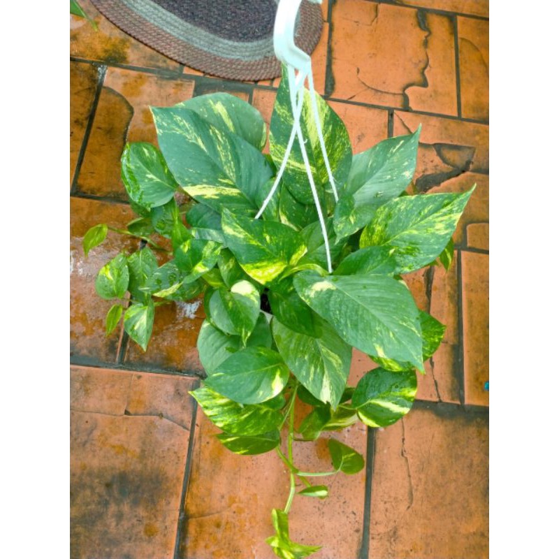 Trầu bà mini treo cửa sổ ban công hoặc để bàn trang trí quán cà phê gồm trầu bà càng cua, trầu bà đốm, lan dola...