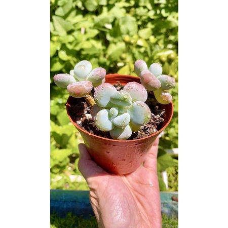 Sen đá sỏi Hồng