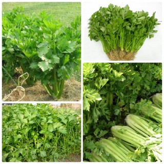 Hạt giống cần tây chịu nhiệt gói 100 hạt xuất xứ Việt Nam