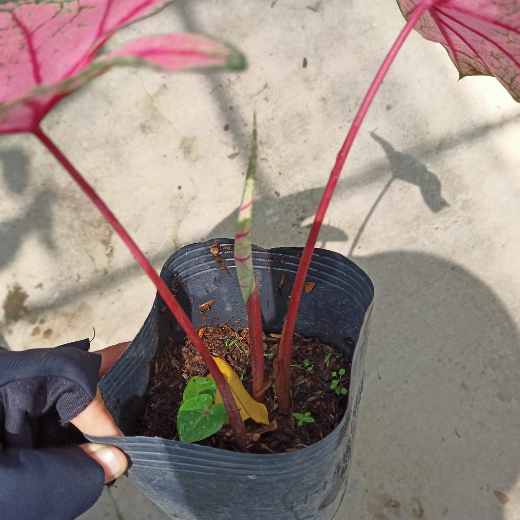 Chậu cây môn kiểng từ trái tim đến trái tim- Caladium heart to heart radiance - Summer Garden