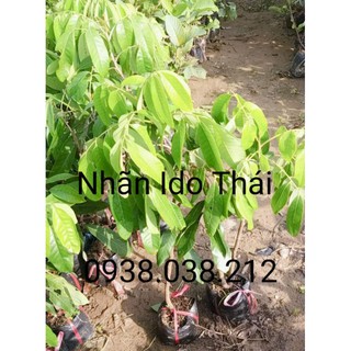 CÂY GIỐNG NHÃN IDO THÁI