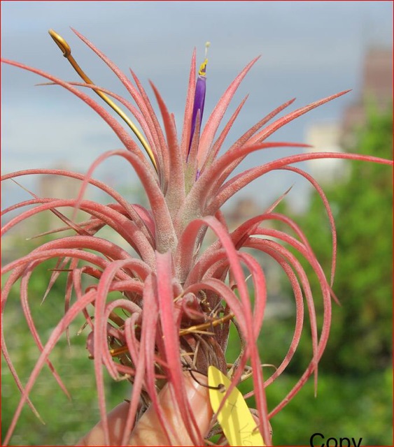 Cây không khí Tillandsia victoria -Victoria giant.