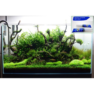 Keo dán cố định rêu lũa cho thủy sinh (1 tuýp)