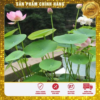 Hạt Giống Sen Mini Nhật( 5 hạt)