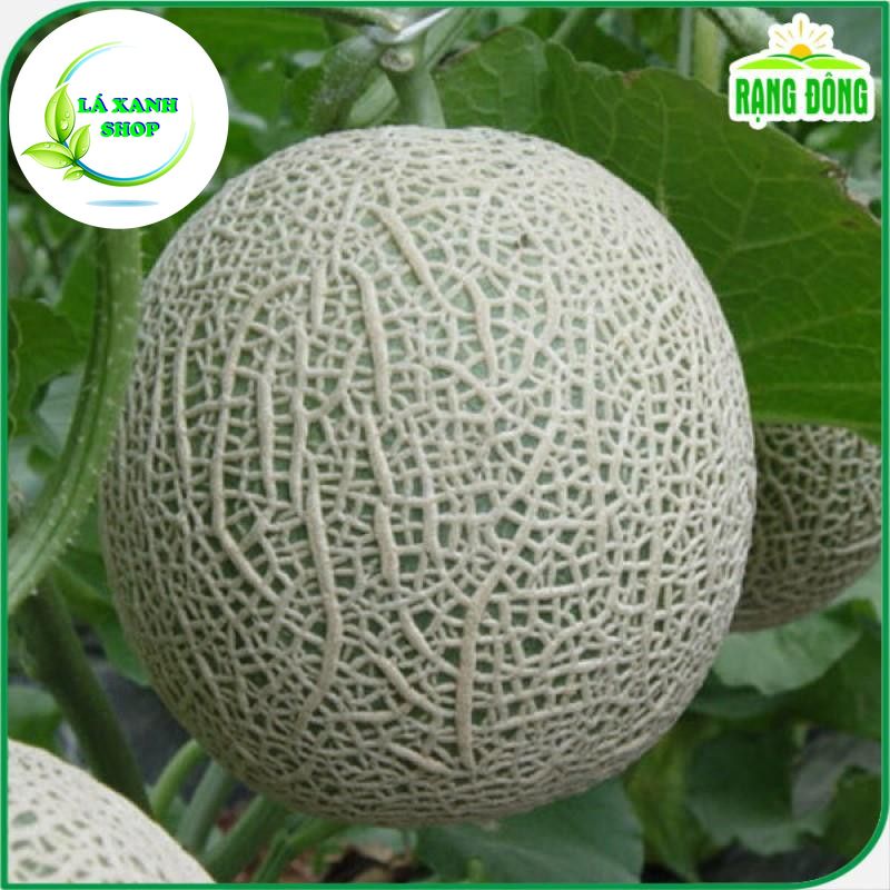 Hạt giống Dưa Lưới Ruột Vàng Lai F1, Chịu Nhiệt Tốt, Trồng Quanh Năm (gói 10 hạt) - Hạt giống Rạng Đông