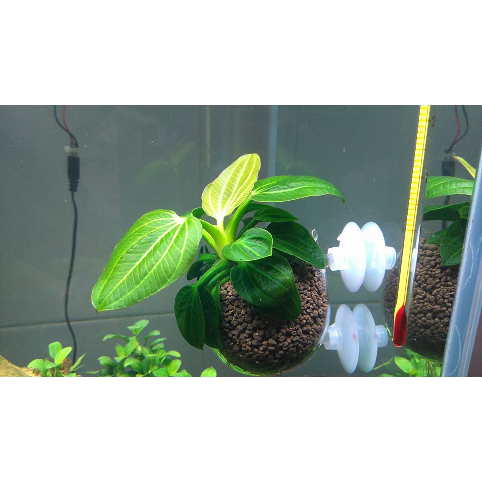 CỐC TRỒNG CÂY THỦY TINH - CỐC TRỒNG CÂY THỦY SINH