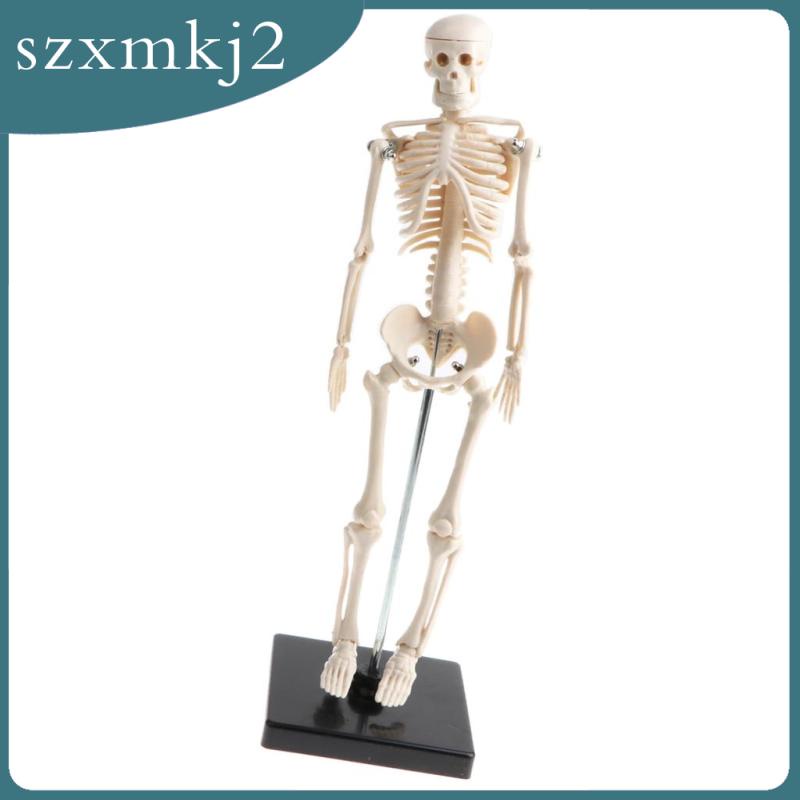 Mô Hình Xương Người Bằng PVC 42cm Zxmkj2