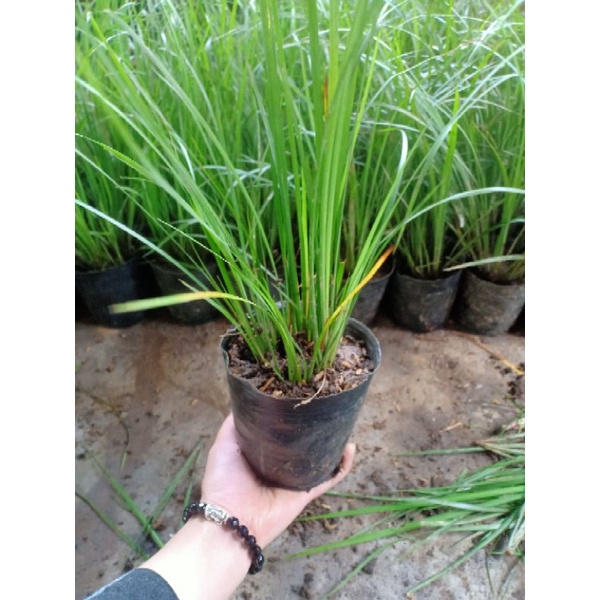 💥CÂY GIỐNG LÁ THẮNG CỐ💥GIÁ CỰC SỐC(DỄ THÍCH NGHI VÀ CHĂM SÓC)