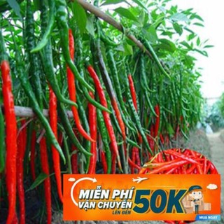 30 Hạt giống Ớt đậu đũa (tặng gói kích nẩy mầm và hướng dẫn)