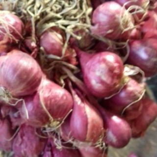 Hành tím Phan Rang
