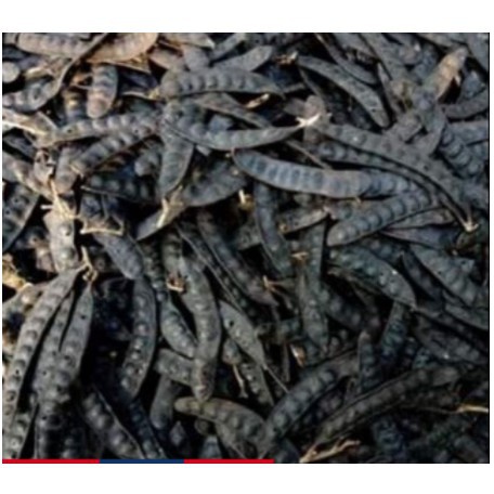 Bồ Kết Khô Hàng Loại 1 [ Cam Kết Xạch Thơm Mới ]   mẩy, hàng chuẩn  loại 1 1KG