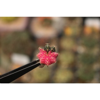 Xương rồng Lem