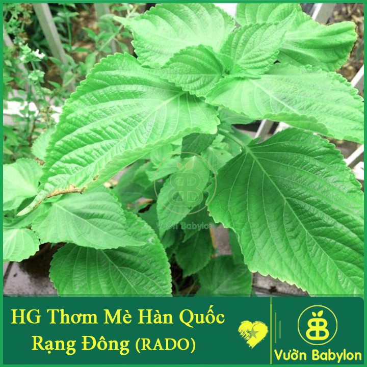 Hạt Giống Rau Thơm Mè (Lá Mè Vừng) Hàn Quốc