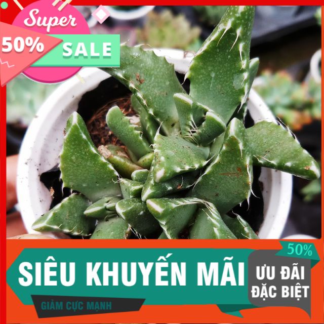 Sen đá hàm cá mập