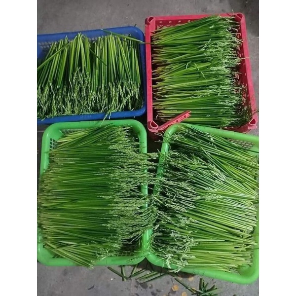 1kg đòng nếp ngâm rươu