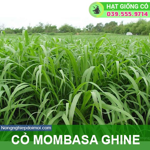 Hạt giống cỏ Mombasa Ghine( 10g)  - Cỏ Sả Lá Lớn - Hạt giống Cỏ Chăn Nuôi Trâu,bò,lợn,gà,cá...