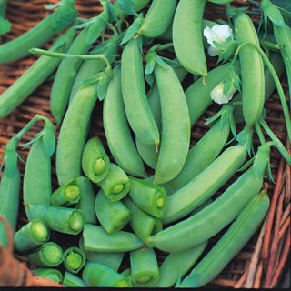 Hạt giống đậu hà lan giá rẻ