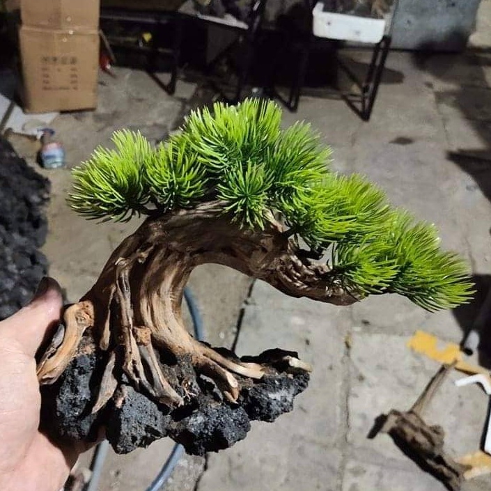 Cây bonsai trang trí bể thuỷ sinh, cây trang trí bể cá cảnh cực đẹp