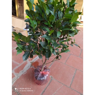 Cây giống trà my đã có nụ, nhiều tán như hình - Cao từ 40cm - Nhắn tin để được tư vấn từng loại trước khi đặt hàng