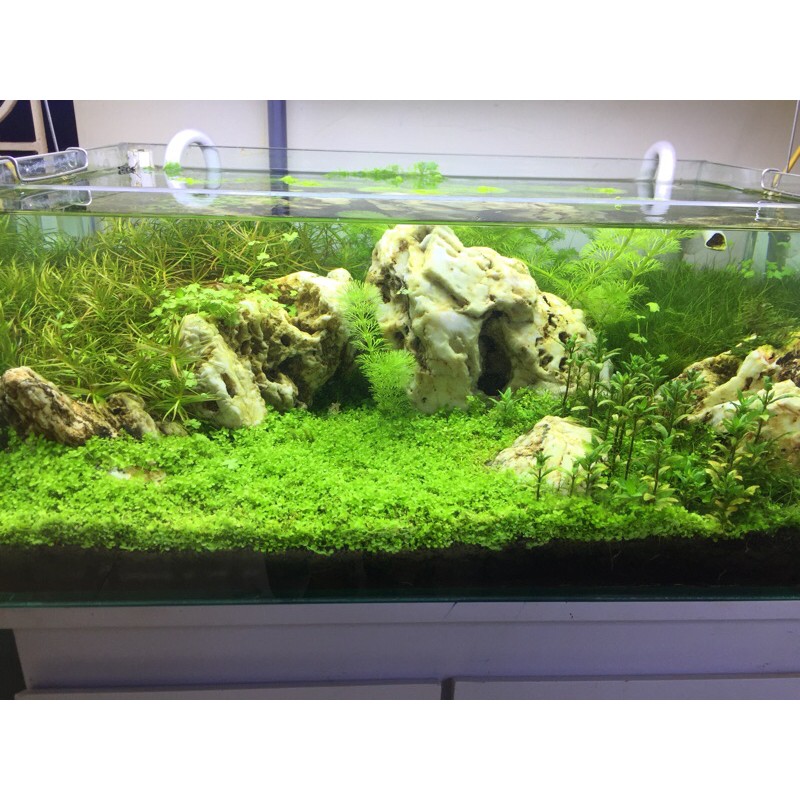 Bể cá thuỷ sinh Demo Vịnh Hạ Long