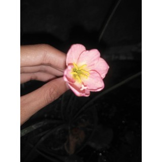 Củ huệ mưa ngoại