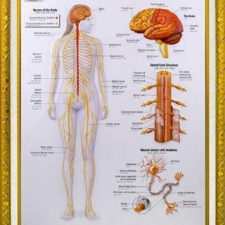 Tranh y khoa 2d và tranh nổi 3d
