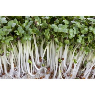 Hạt giống Mầm củ cải trắng – Gói 50g