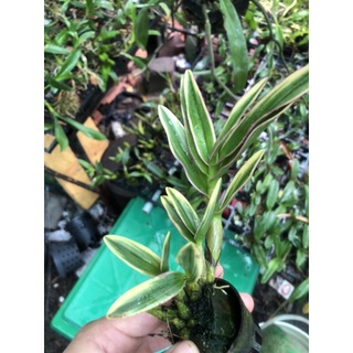 Hoa lan denro mini lá sọc phát tài