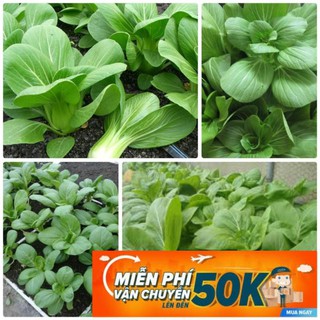20g Hạt giống Cải thìa