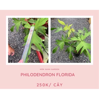 trầu bà cánh én Philodendron Florida