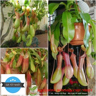 HẠT GIỐNG CÂY NẮP ẤM CÂY BẮT RUỒI CÂY SĂN MỒI
