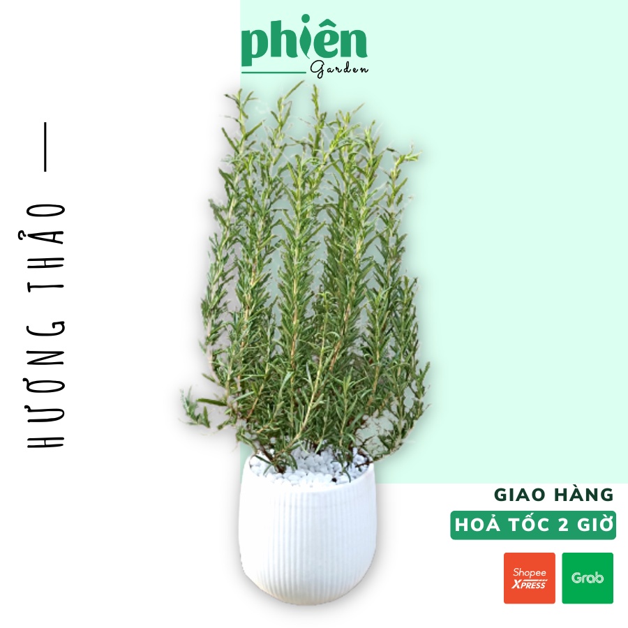 Cây Hương Thảo để bàn, cây Rosemary cực thơm