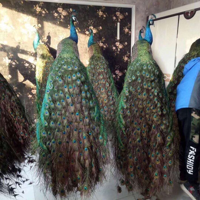 Chim Công Tiêu Bản