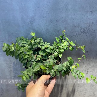 Thằn Lằn Xanh - Dây leo Minima - Thằn Lằn Cẩm Thạch - Dây leo mini