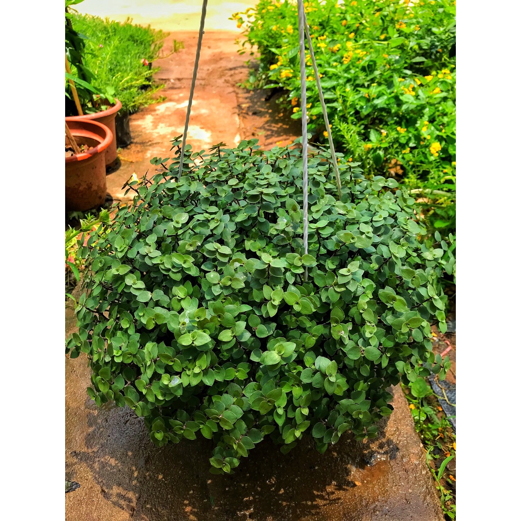 Cây tổ ong  chậu treo đường kính 20cm  lá cây dày dễ chăm sóc thích hợp trang trí ban công decor quán cafe