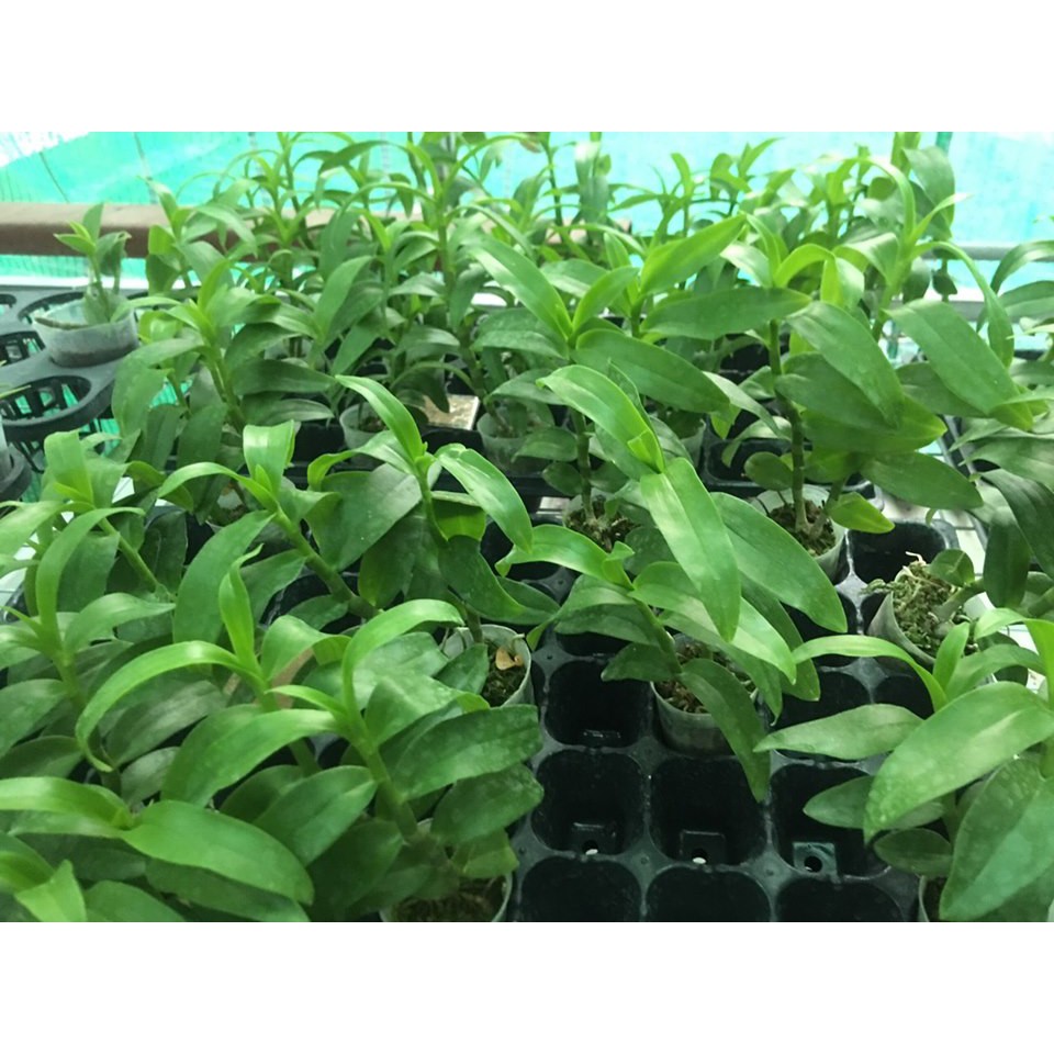 (Tặng 1 gói Antonik) Combo Kích kie duy xanh, chế phẩm Hùng Nguyễn, B1 Thái