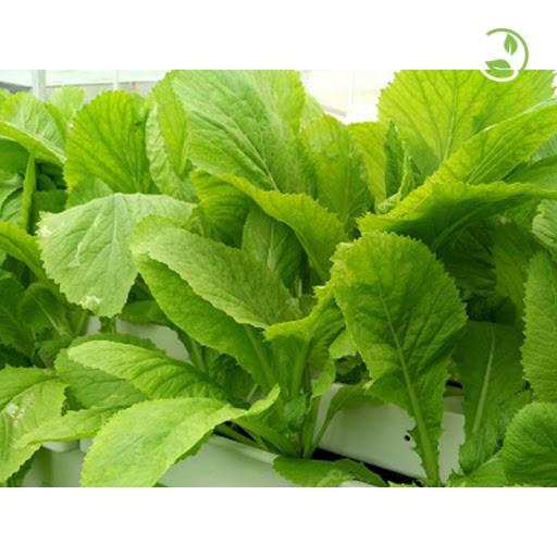 Hạt giống Cải Ăn Non Baby PN-912 Phú Nông - Gói 20g - Baby Leaf Mustard