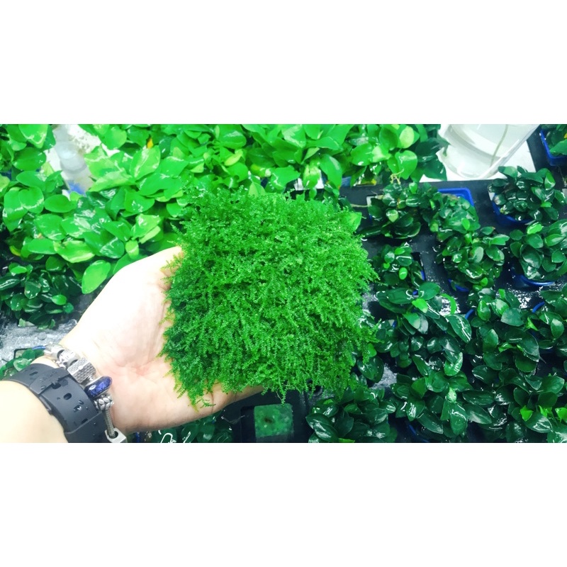 Rêu Weeping - Weeping Moss | Rêu Thủy Sinh, Hồ Tép