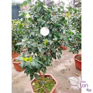 Trà My Cổ 🌸FREESHIP🌸 Tinh Hoa Trà Việt - Bạch Trà [ Cây 4 Năm Tuổi ]