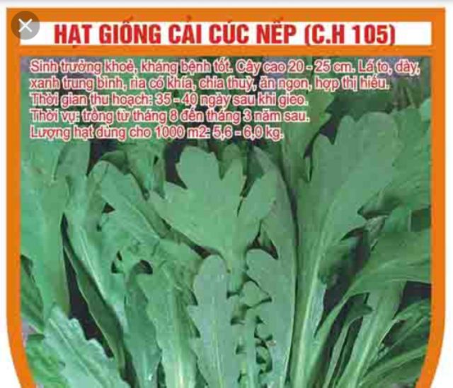 Hạt giống rau cải cúc nếp