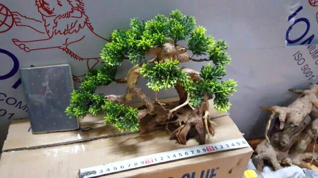 Lũa Bonsai Tùng hồ cá- ngan 25 cm,cao 17 cm