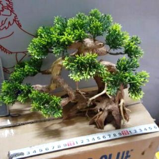 Lũa Bonsai Tùng hồ cá nhiều size.